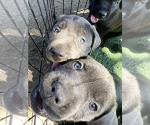 Cane Corso Puppy for sale in SAN JOSE, CA, USA