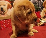 Small Photo #13 Labrador Retriever Puppy For Sale in BUFFALO, NY, USA