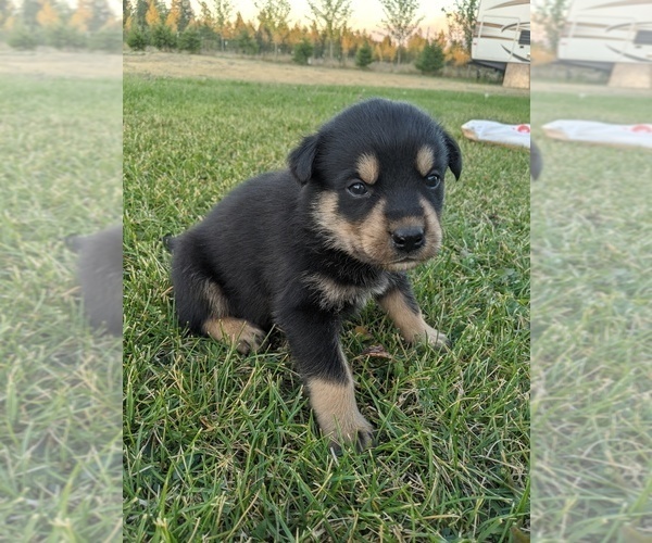 View Ad RottweilerSiberian Husky Mix Puppy for Sale near