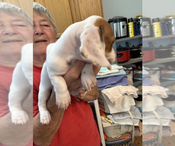 Medium Photo #4 Dachshund Puppy For Sale in ASHLAND, NE, USA