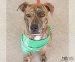 Small #2 Plott Hound Mix