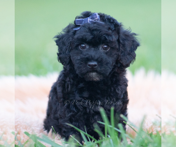 Medium Photo #55 Goldendoodle (Miniature) Puppy For Sale in WARSAW, IN, USA