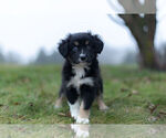 Small Photo #1 Miniature Australian Shepherd Puppy For Sale in WARSAW, IN, USA