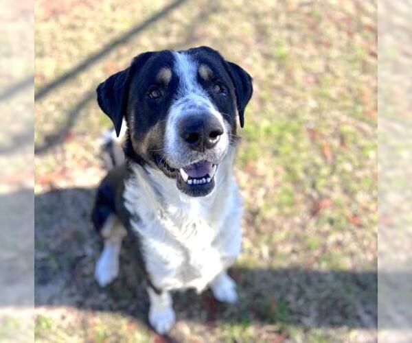 Medium Photo #2 Bernese Mountain Dog-Unknown Mix Puppy For Sale in Conroe, TX, USA
