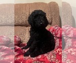 Puppy Pudding Goldendoodle