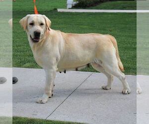 Mother of the Labrador Retriever puppies born on 03/13/2025