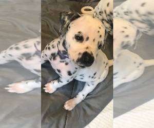 Dalmatian Puppy for sale in CO SPGS, CO, USA