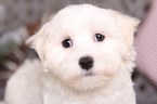 Small Photo #2 Maltese Puppy For Sale in MOUNT VERNON, OH, USA
