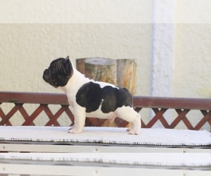 French Bulldog Puppy for sale in Senta, Vojvodina, Serbia