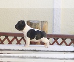Small French Bulldog