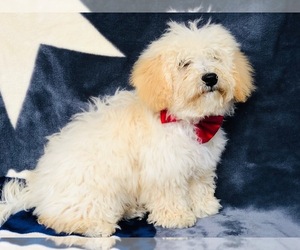Poochon Puppy for sale in QUARRYVILLE, PA, USA