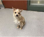 Small #1 Cairn Terrier
