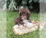 Small #3 Shih Tzu