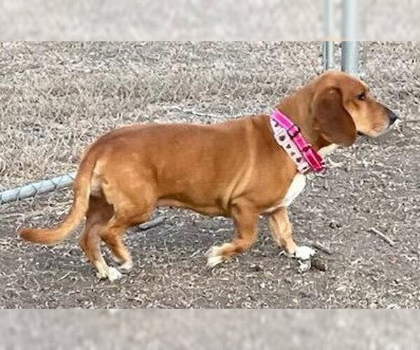 Medium Photo #5 Basschshund Puppy For Sale in Deepwater, NJ, USA