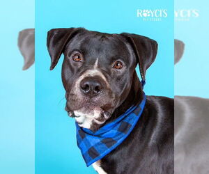 Medium American Pit Bull Terrier Mix