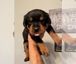 Small Photo #5 Rottweiler Puppy For Sale in TULSA, OK, USA