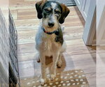 Small #2 German Shorthaired Pointer Mix