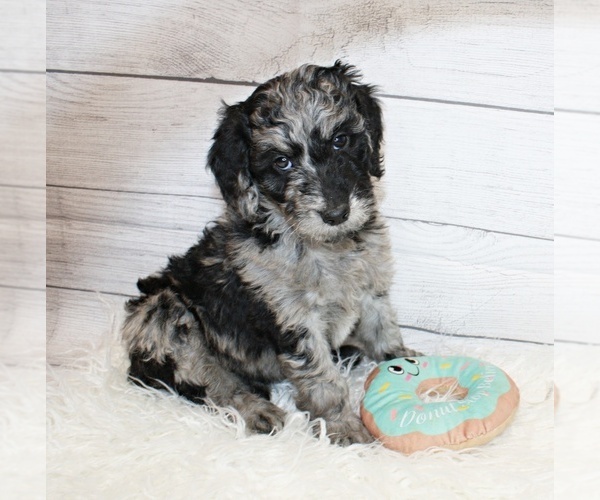 Medium Photo #1 Aussiedoodle Puppy For Sale in NORTH EAST, MD, USA