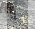 Small #2 Boxer Mix