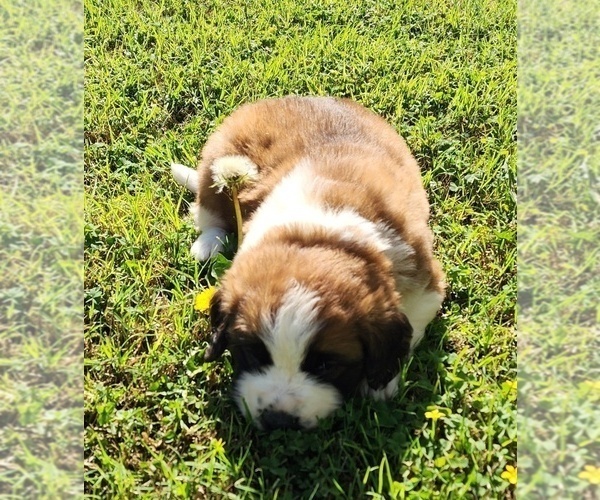 Medium Photo #39 Saint Bernard Puppy For Sale in TURLOCK, CA, USA