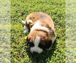 Small Photo #39 Saint Bernard Puppy For Sale in TURLOCK, CA, USA