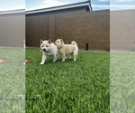 Small Photo #6 Shiba Inu Puppy For Sale in LAVEEN, AZ, USA