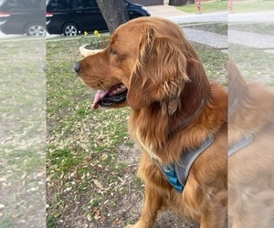 Father of the Goldendoodle puppies born on 02/19/2024