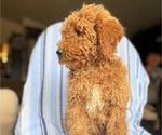 Small Photo #3 Goldendoodle (Miniature) Puppy For Sale in SAN FERNANDO, CA, USA