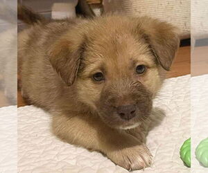 Medium Mutt
