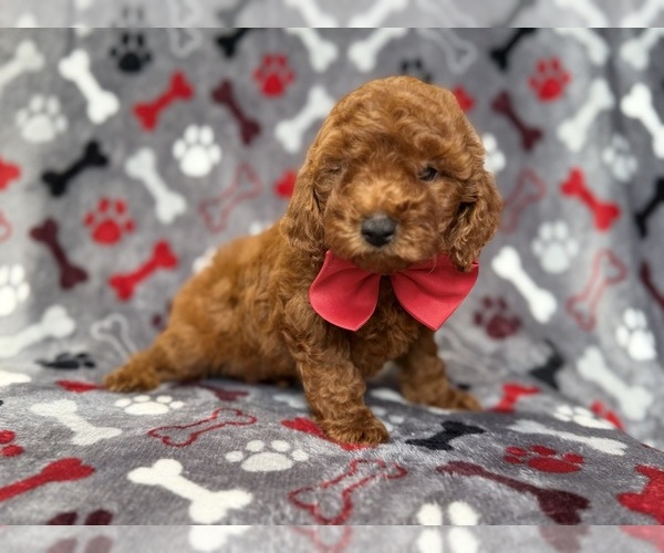 Medium Photo #6 Goldendoodle (Miniature) Puppy For Sale in LAKELAND, FL, USA