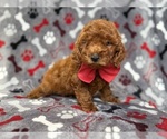 Small #5 Goldendoodle (Miniature)