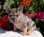 Small #7 French Bulldog