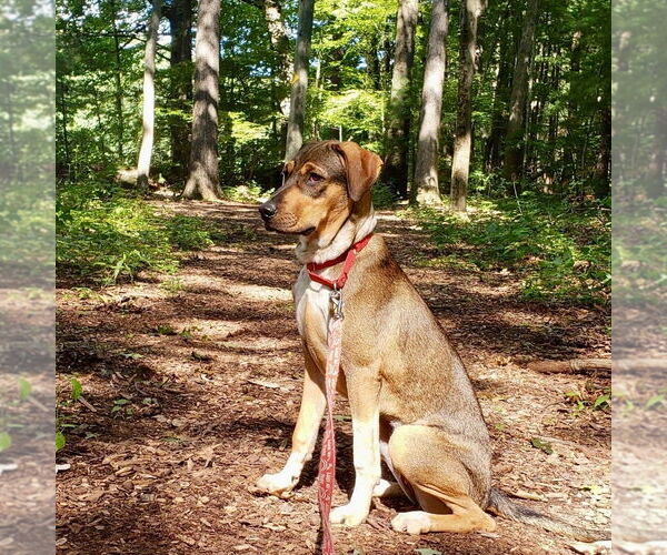 Medium Photo #7 Labrador Retriever-Unknown Mix Puppy For Sale in Canton, CT, USA