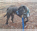 Small #13 American Pit Bull Terrier