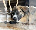 Small #3 German Shepherd Dog Mix