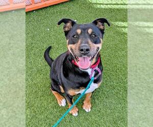 Rottweiler-Unknown Mix Dogs for adoption in Las Vegas, NV, USA