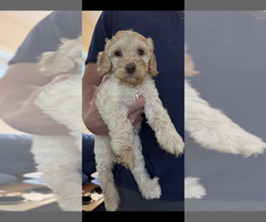 Australian Labradoodle Puppy for sale in ASHEVILLE, NC, USA
