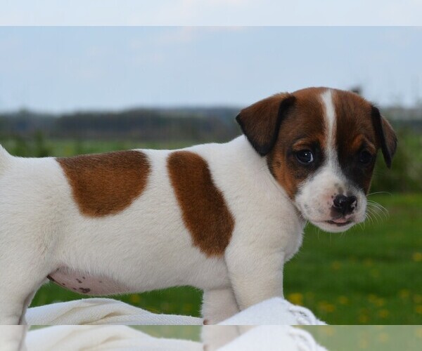 Medium Photo #2 Jack Russell Terrier Puppy For Sale in ORRVILLE, OH, USA
