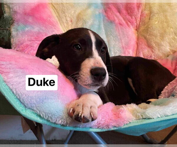 Medium Photo #3 Mutt Puppy For Sale in Ridgefield, CT, USA