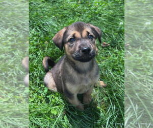 Mutt Dogs for adoption in Minneapolis, MN, USA