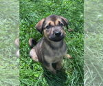 Small Mutt