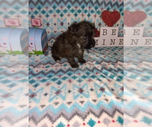 Medium Photo #5 Poodle (Toy) Puppy For Sale in LAPEER, MI, USA