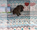 Small Photo #5 Poodle (Toy) Puppy For Sale in LAPEER, MI, USA