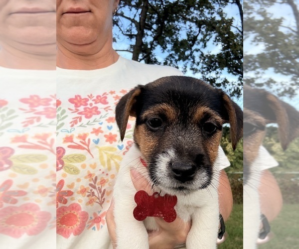 Medium Photo #1 Jack Russell Terrier Puppy For Sale in FREEMAN, MO, USA
