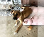 Small #1 Mutt