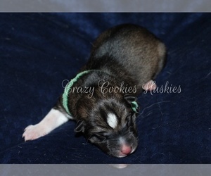 Siberian Husky Puppy for sale in BURKESVILLE, KY, USA