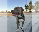 Small Bullypit