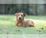 Small Photo #1 Labrador Retriever-Unknown Mix Puppy For Sale in Tuscaloosa, AL, USA