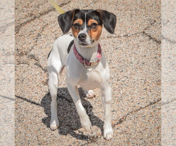 Medium Photo #4 Raggle Puppy For Sale in Huntley, IL, USA