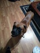 Small Photo #1 Boxer Puppy For Sale in CONROE, TX, USA